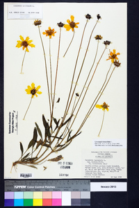 Coreopsis lanceolata image