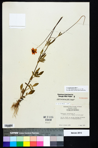 Coreopsis lanceolata image