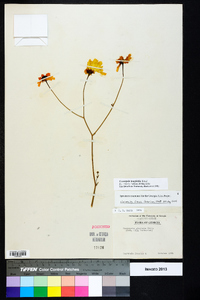 Coreopsis gladiata image