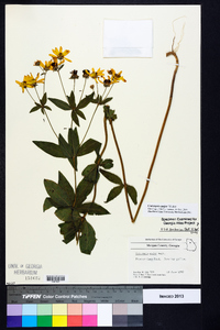 Coreopsis major image