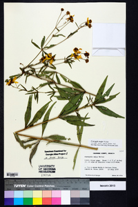 Coreopsis major image