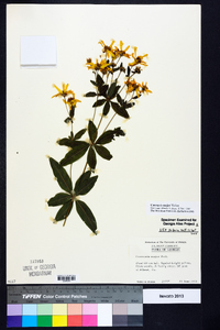 Coreopsis major image