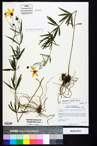 Coreopsis major image