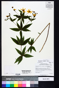 Coreopsis major image