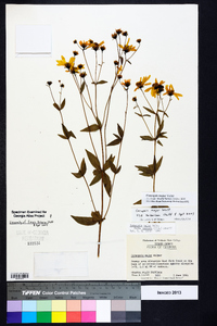 Coreopsis major image