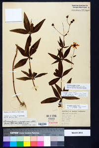 Coreopsis major image