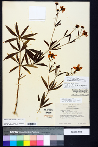 Coreopsis major image