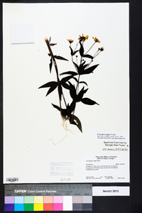 Coreopsis major image