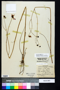 Coreopsis nudata image