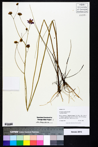 Coreopsis nudata image