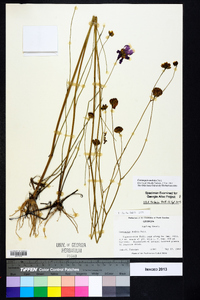 Coreopsis nudata image