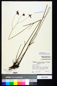 Coreopsis nudata image