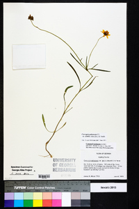 Coreopsis pubescens var. debilis image