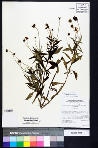 Coreopsis pubescens image