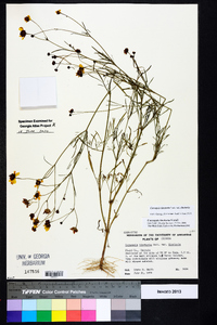 Coreopsis tinctoria image