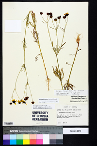 Coreopsis tinctoria image