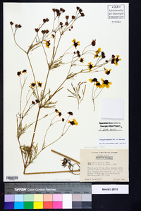 Coreopsis tinctoria image