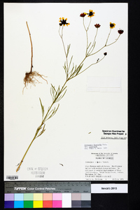 Coreopsis tinctoria var. tinctoria image