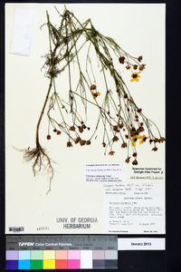 Coreopsis tinctoria image