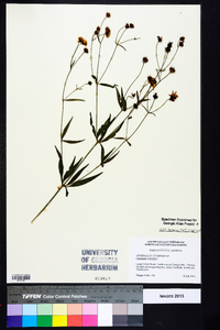 Coreopsis tripteris image