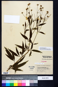 Coreopsis tripteris image