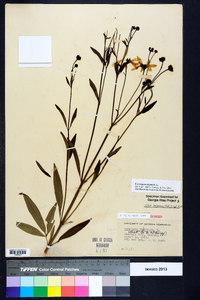 Coreopsis tripteris image