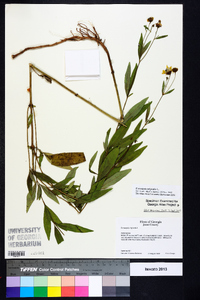 Coreopsis tripteris image