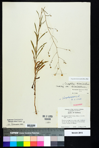 Croptilon divaricatum image