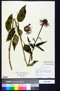 Echinacea purpurea image