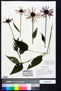 Echinacea purpurea image