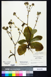Elephantopus tomentosus image