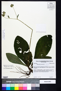 Elephantopus tomentosus image