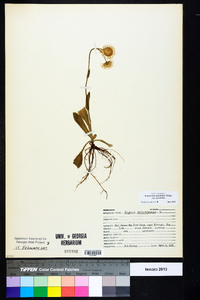 Erigeron pulchellus var. pulchellus image