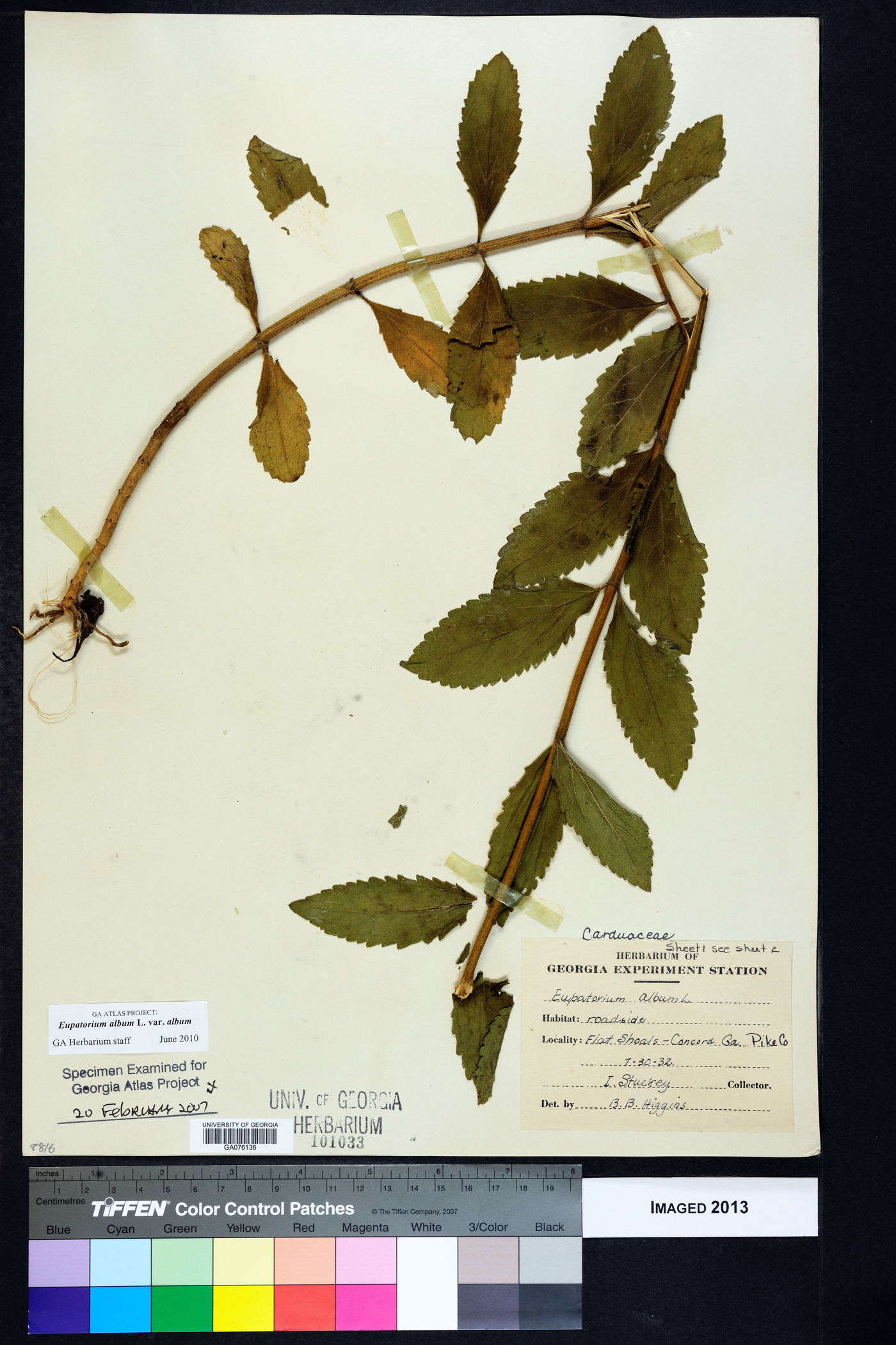 Eupatorium album var. album image