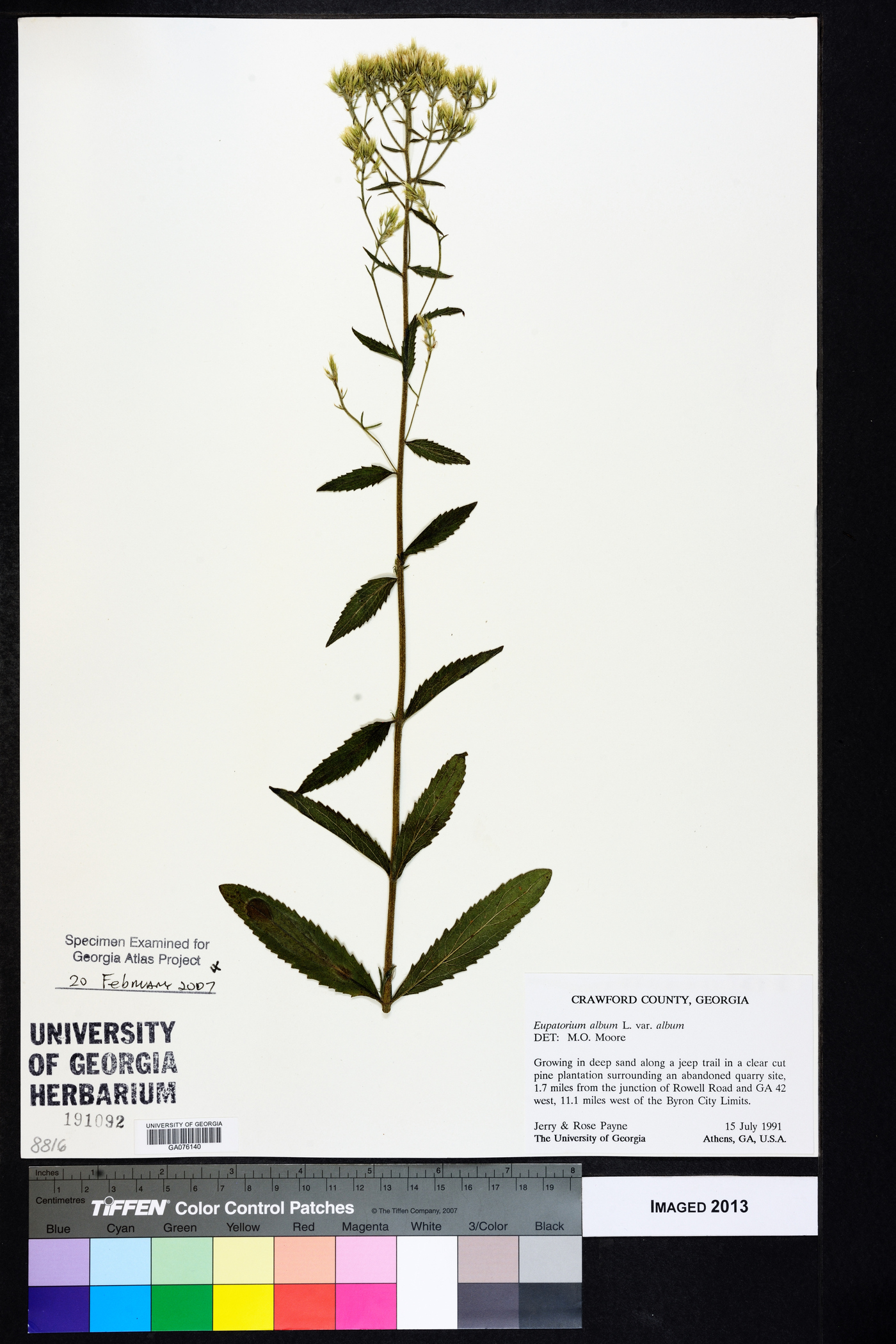 Eupatorium album var. album image