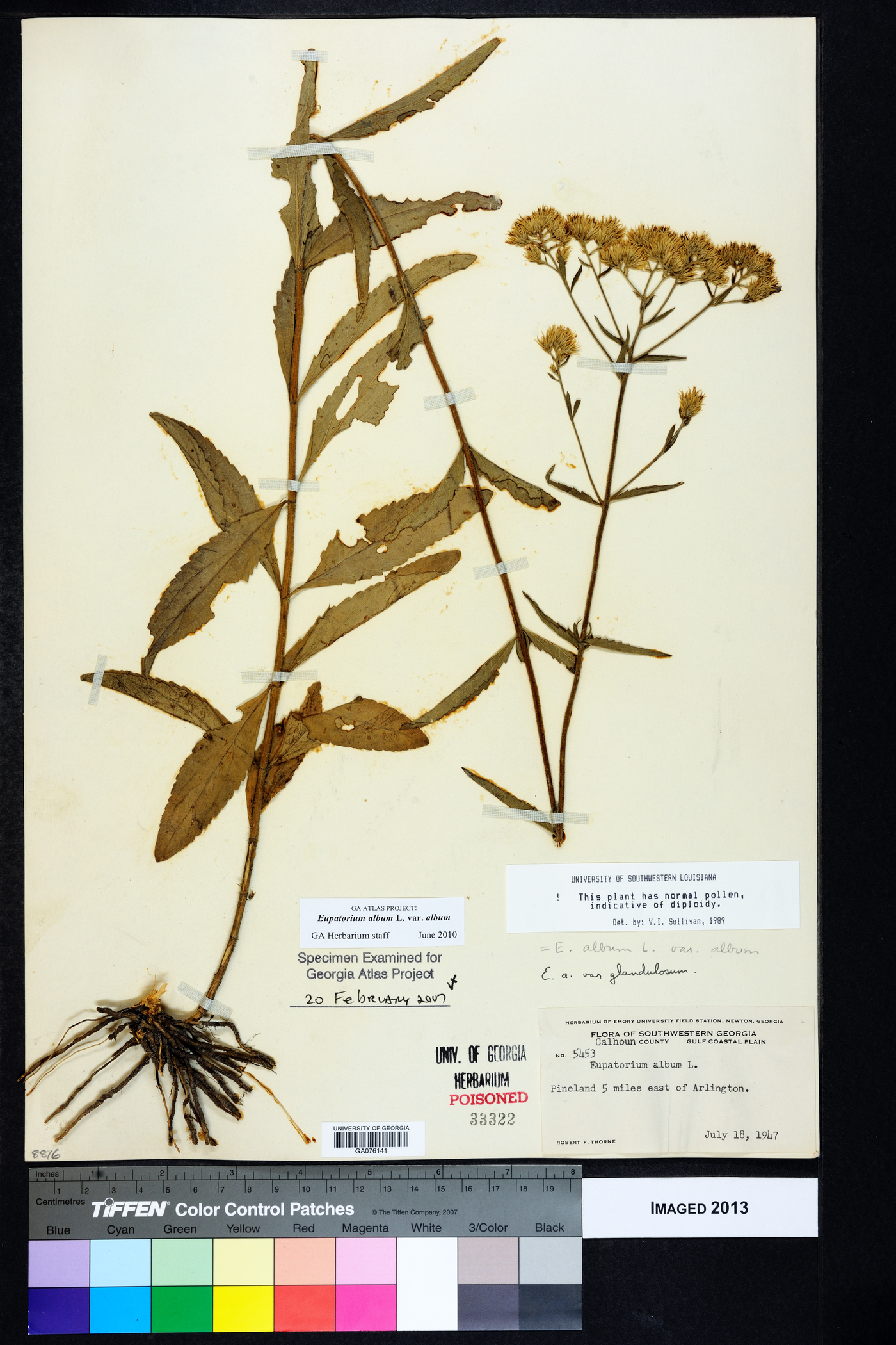 Eupatorium album var. album image