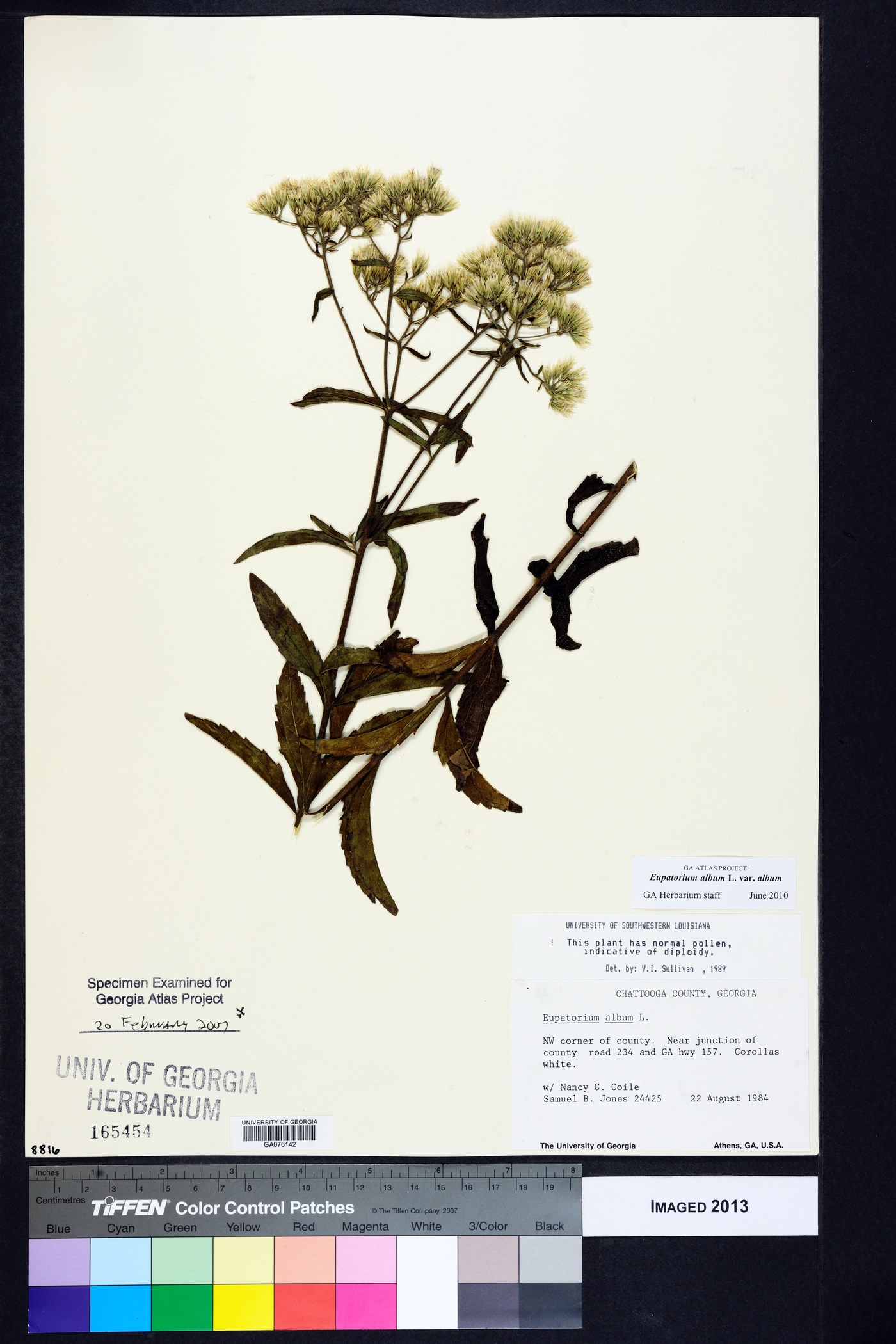 Eupatorium album var. album image