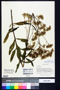 Eupatorium album var. album image