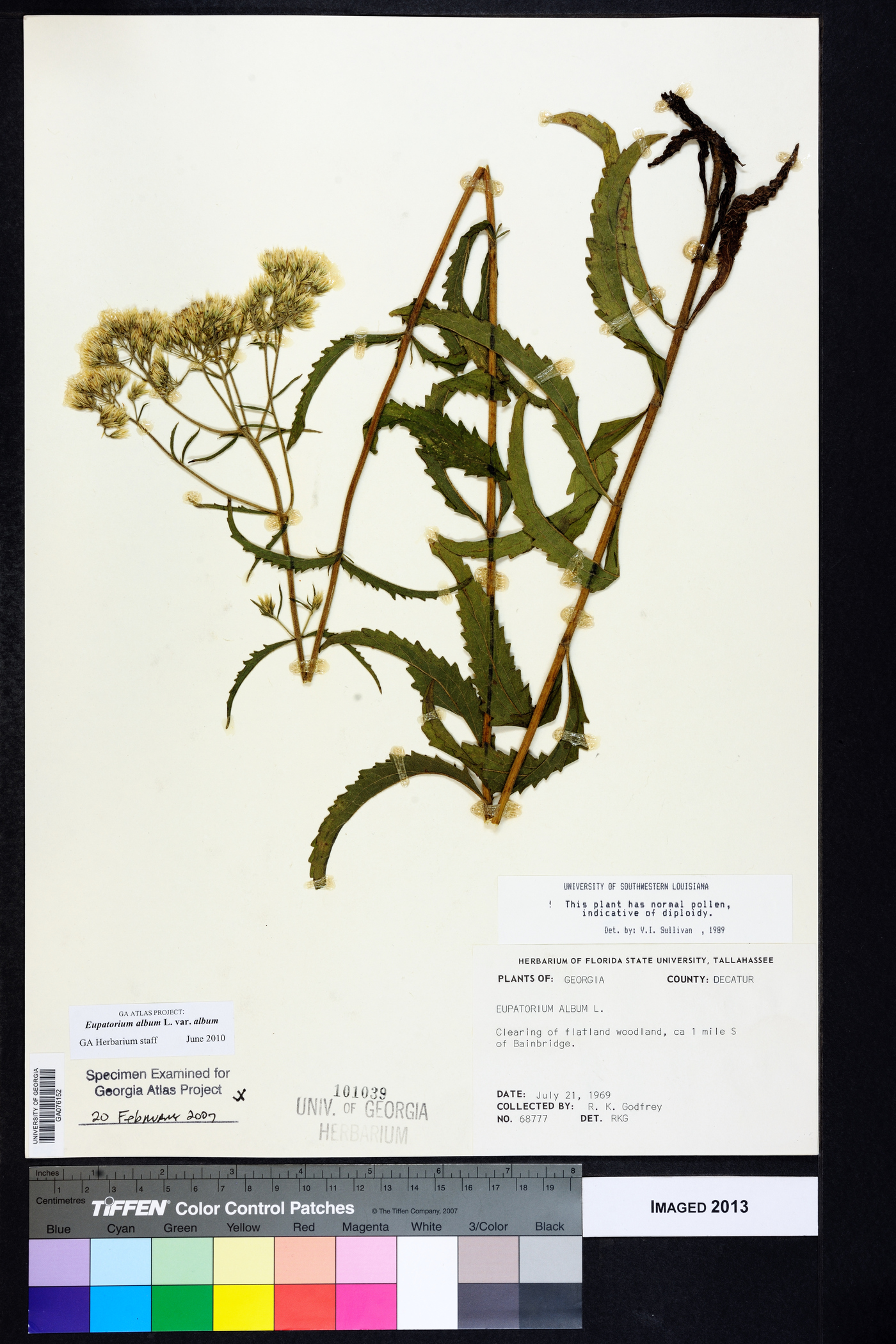 Eupatorium album var. album image