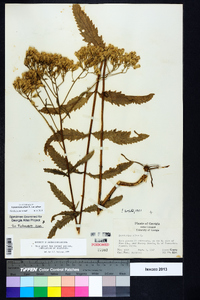 Eupatorium album var. album image