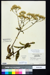 Eupatorium album var. album image