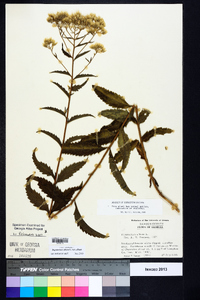 Eupatorium album var. album image