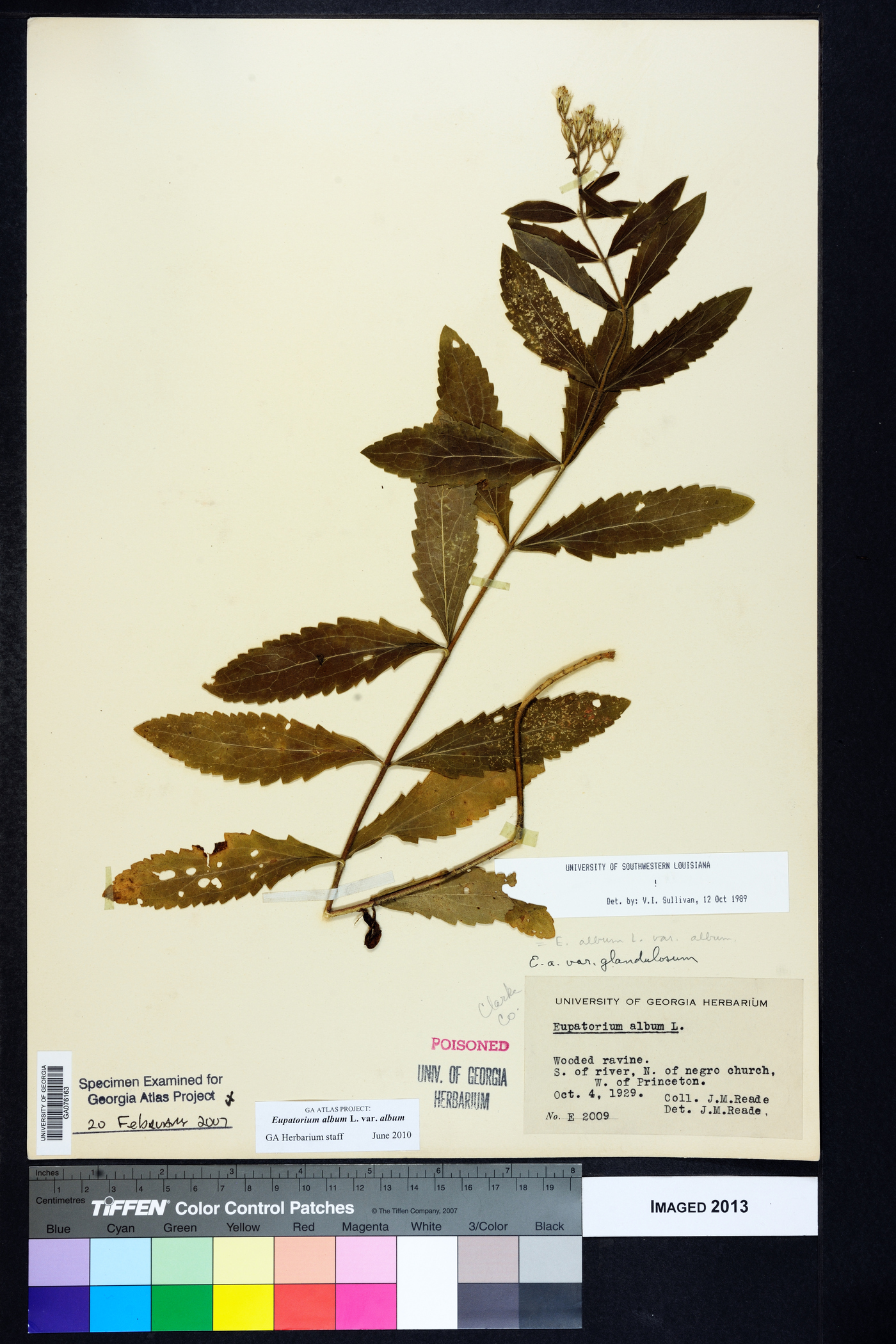 Eupatorium album var. album image