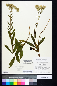 Eupatorium album var. album image