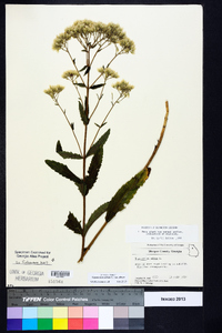 Eupatorium album var. album image