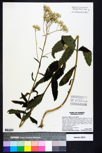 Eupatorium album var. album image