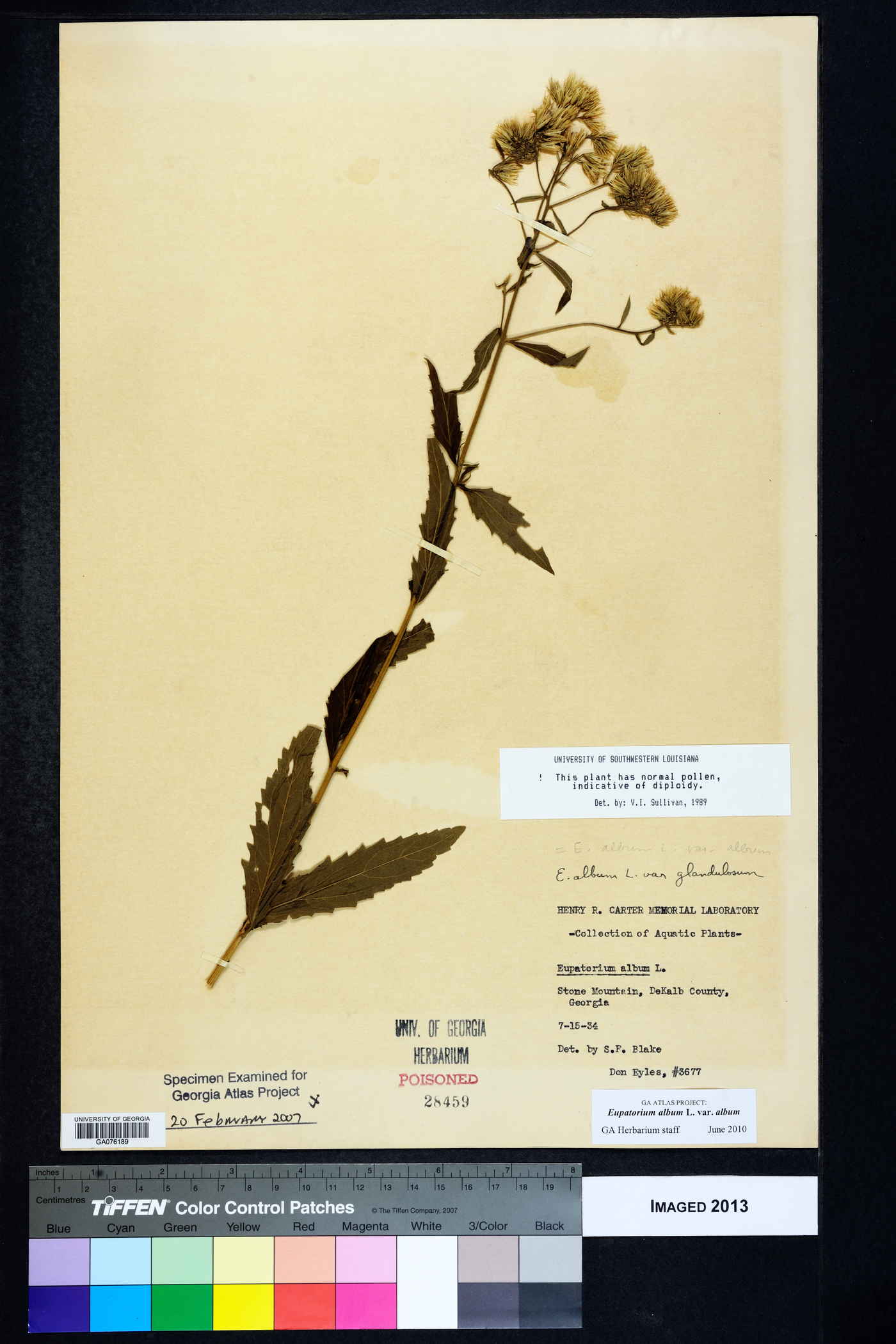 Eupatorium album var. album image