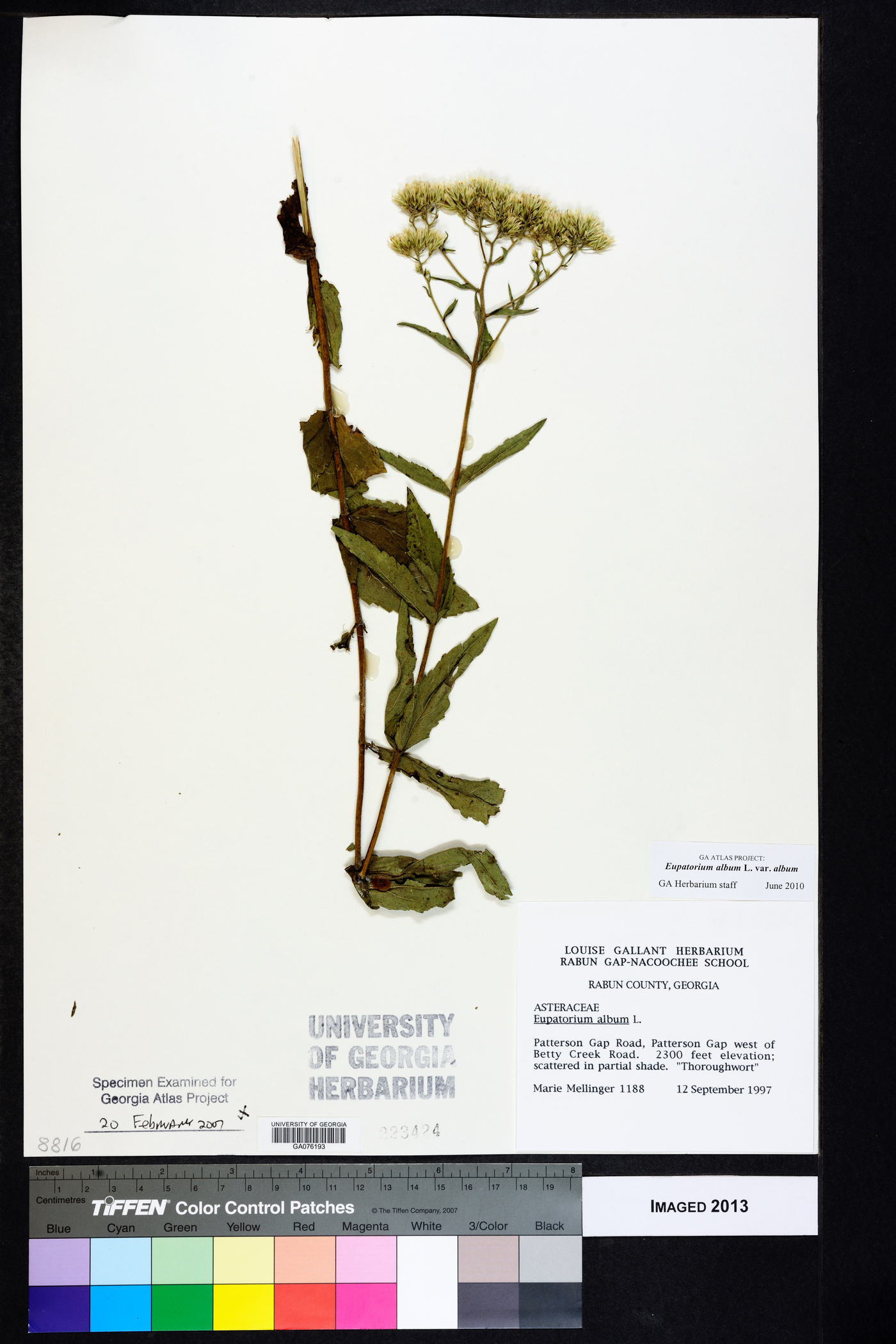 Eupatorium album var. album image