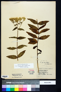 Eupatorium album image