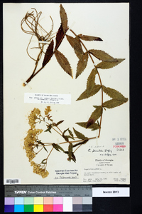 Eupatorium album var. vaseyi image